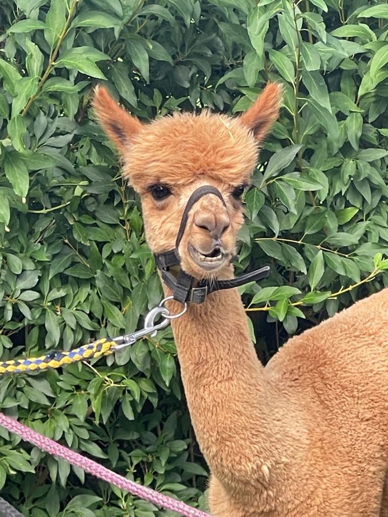 Alpaca agility