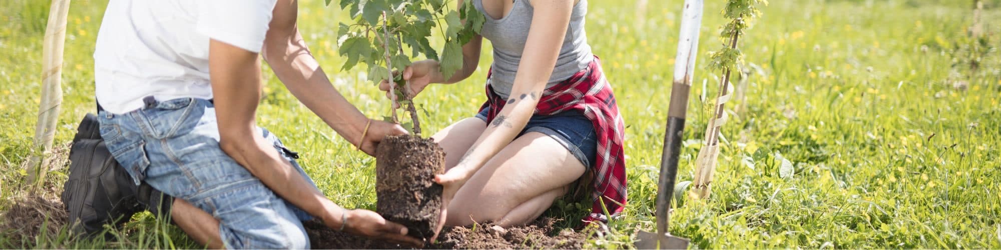 Sustainable header background image