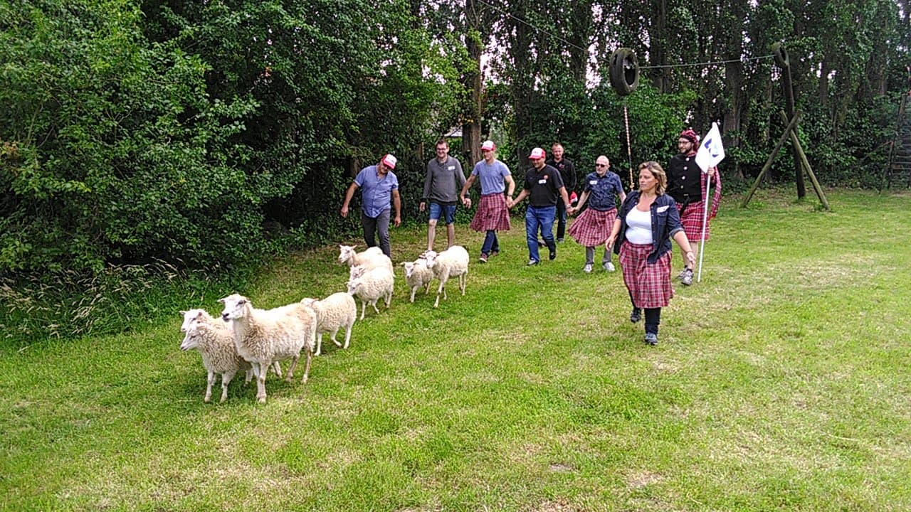 Élevage de moutons header image
