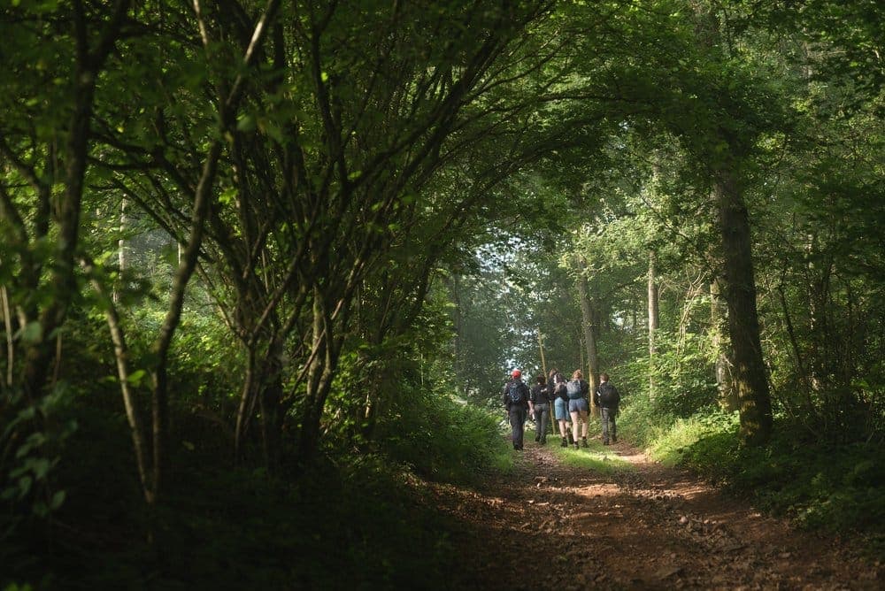 Foraging header image