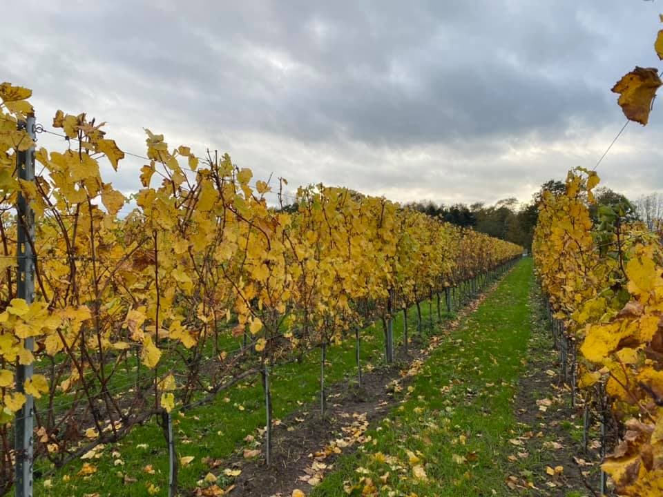 https://wp.funkey.be/wp-content/uploads/2023/06/Wijndomein_Cruysem-herfst.jpg