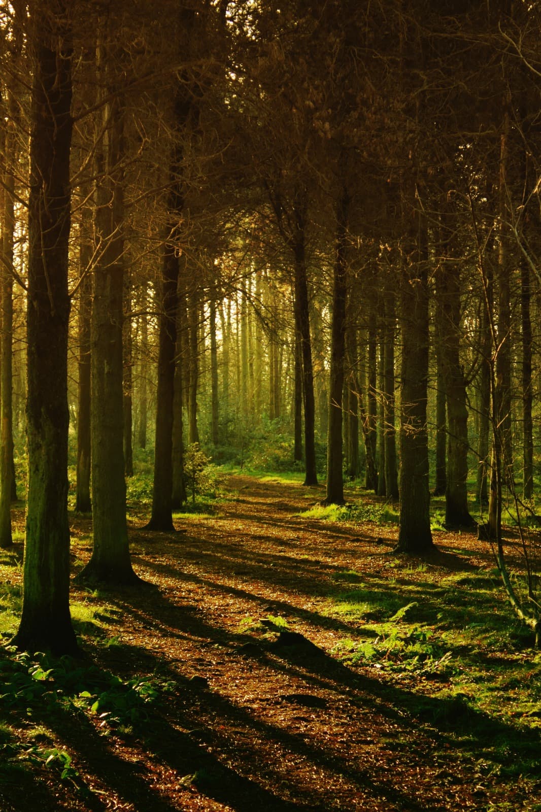 Bain de nature