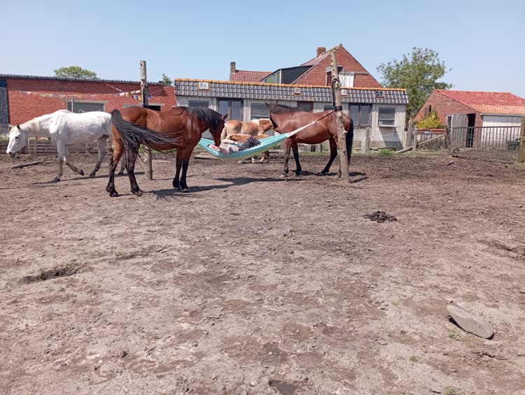 Ritme van de kudde - Header
