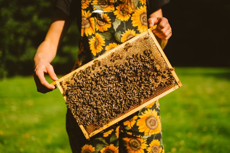 Wat je van Bijen leren kan - Header