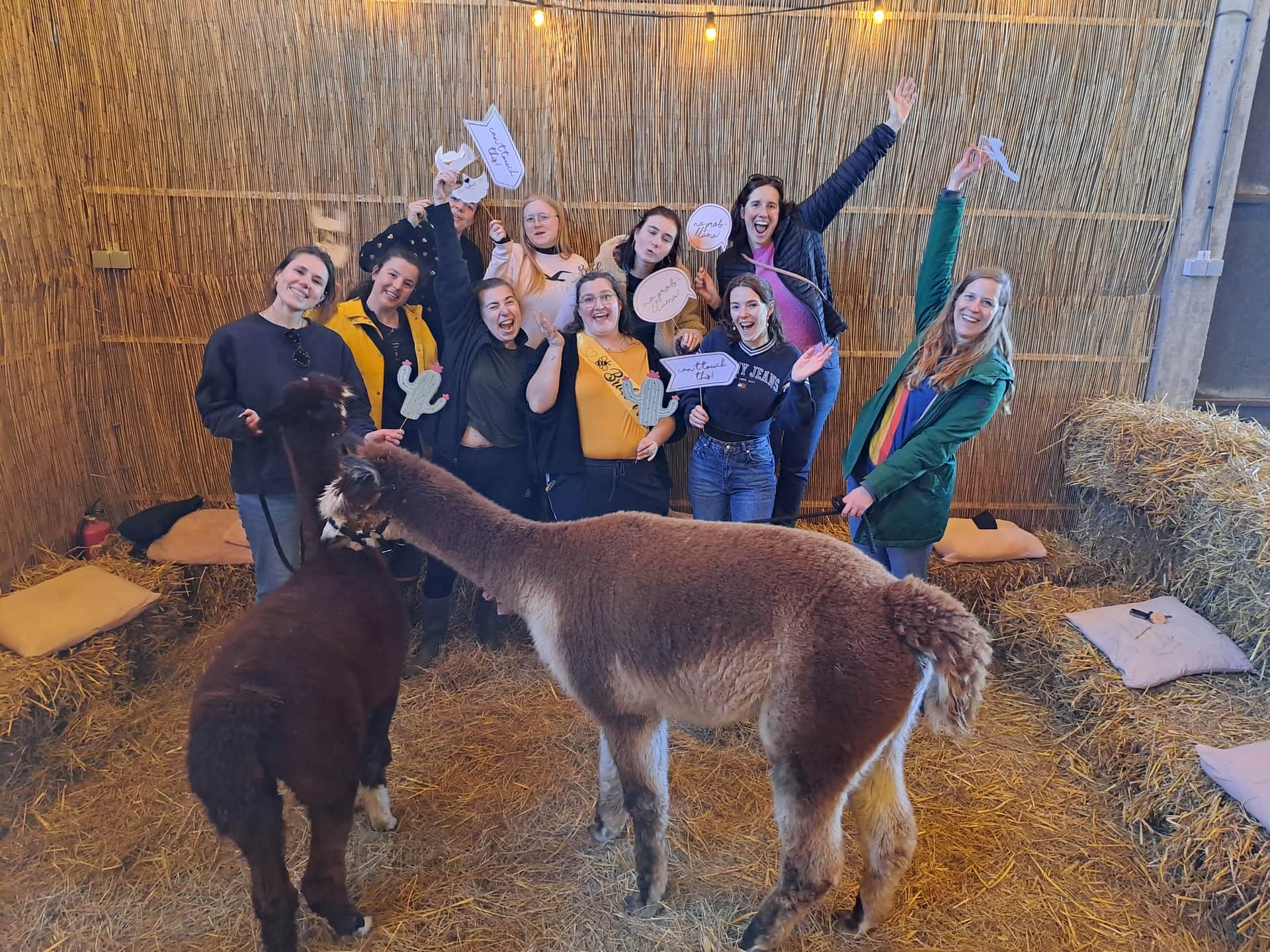 Alpaca Fun Games header image