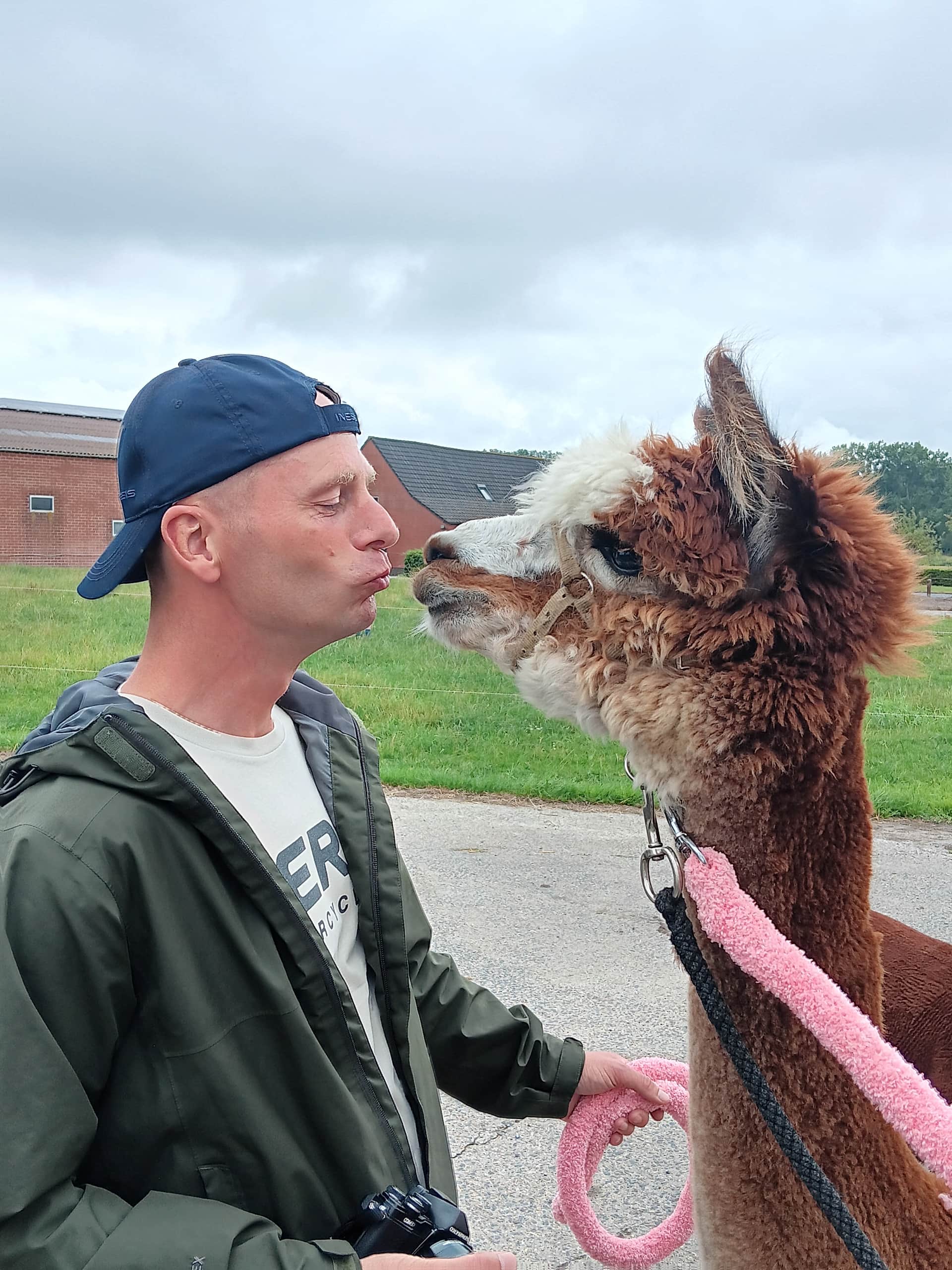 Alpaca wandeling header image