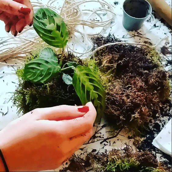 Kokedama maken: een plant in een mosbal header image