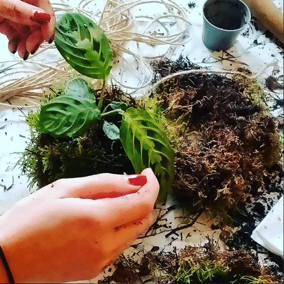Kokedama maken: een plant in een mosbal